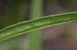 Longleaf milkweed